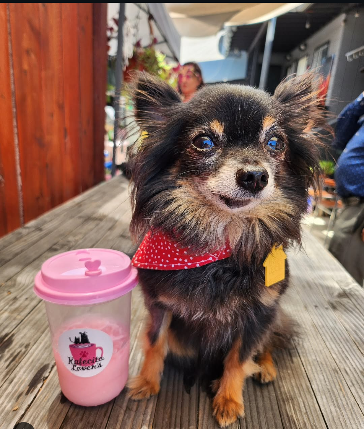 Dogs visiting the Kafecito Lovers coffee cart
