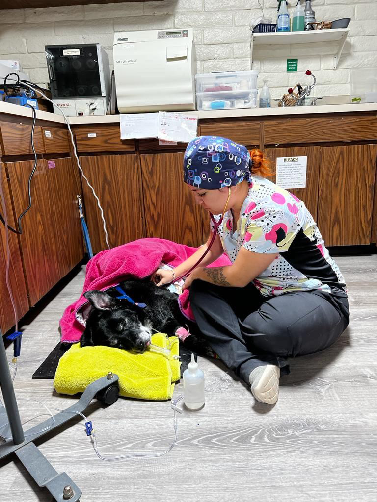 Veterinary technician work behind the brand
